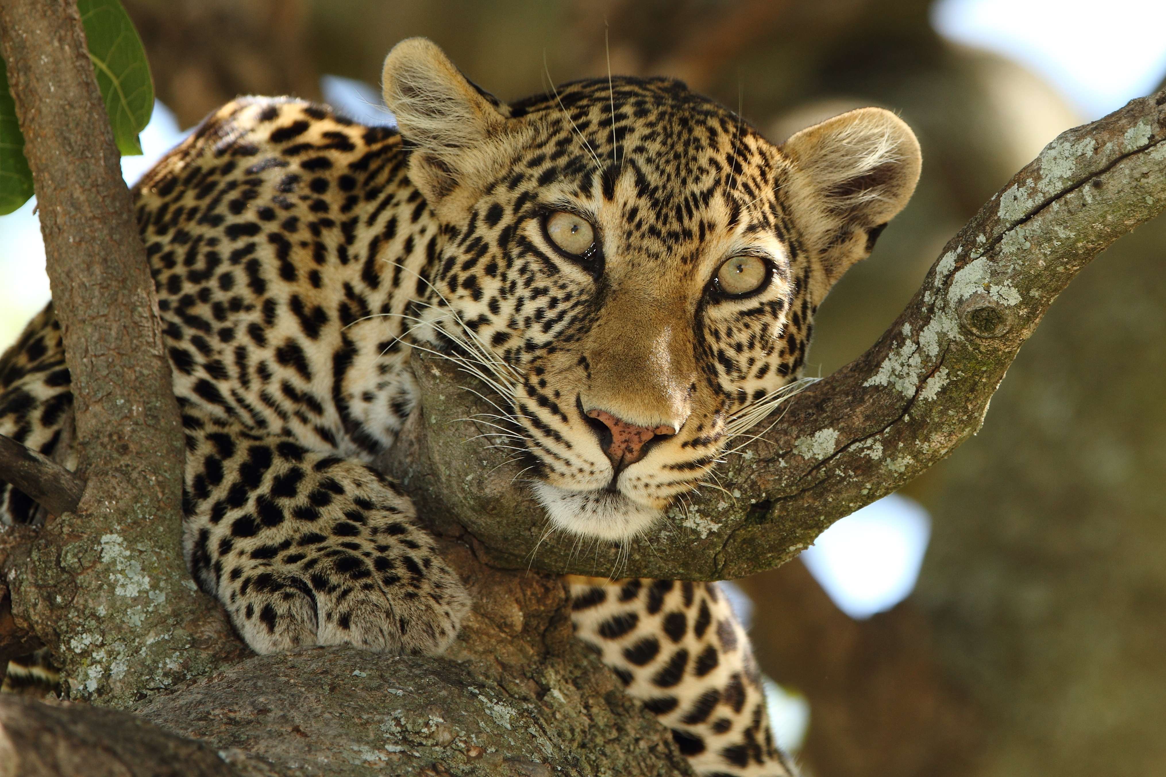 Leopard resting in a tree