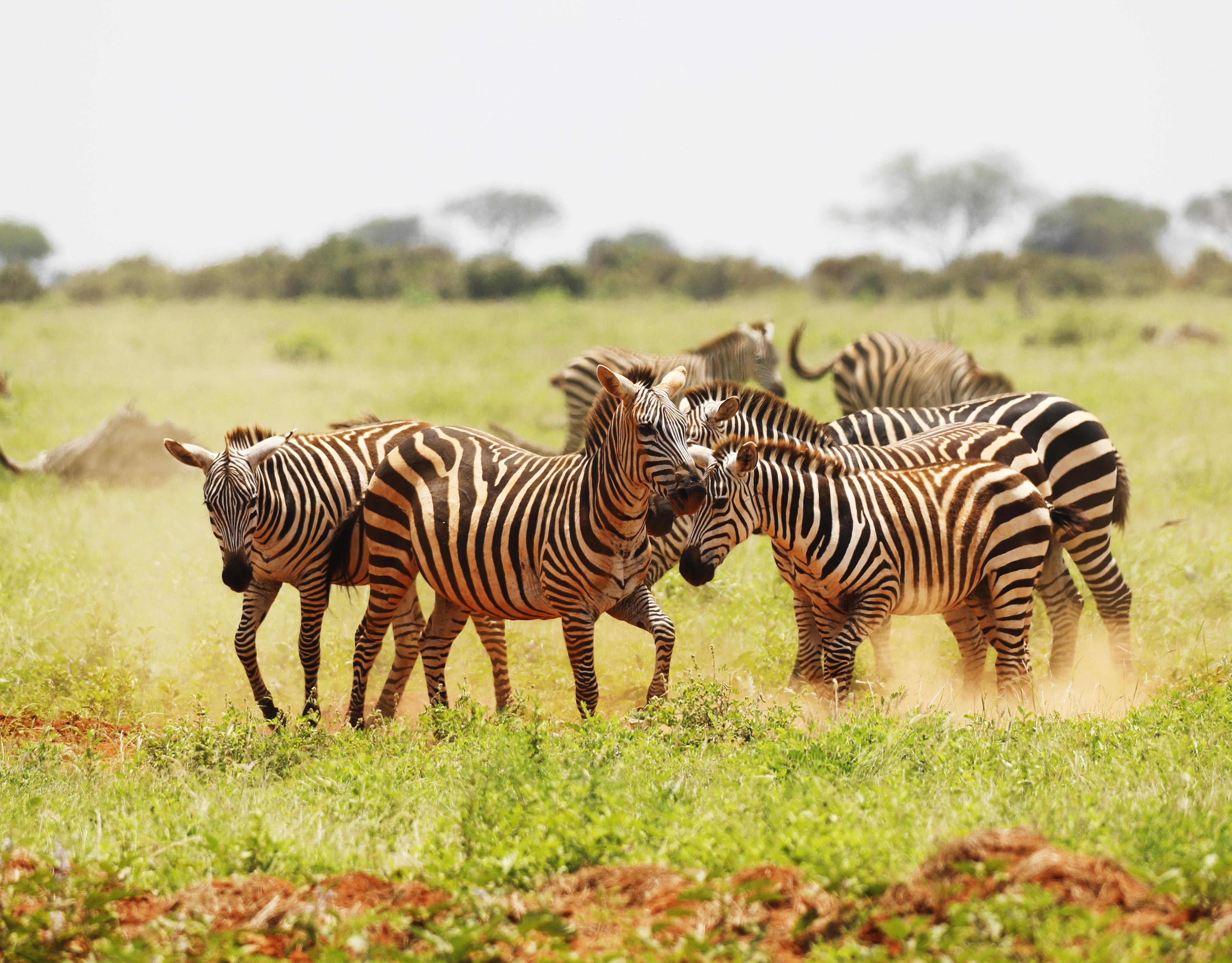 Zebras grazing in the Serengeti plains