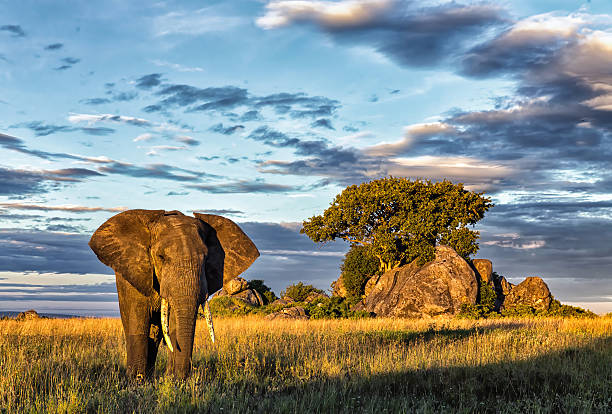 4 Days: Tarangire, Serengeti & Ngorongoro