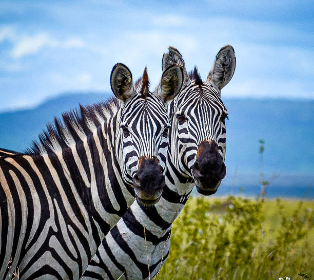 5 Days: Tarangire, Serengeti (2N) & Ngorongoro