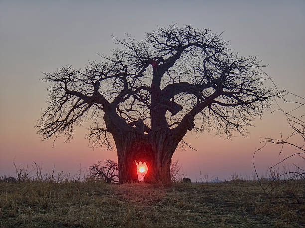 1 Day Safari to Mikumi NP