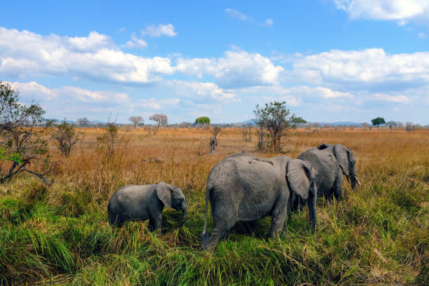 2 Days 1 Night: Mikumi & Selous